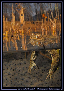 Toad with eggs... Que du bonheur... :O)... by Michel Lonfat 